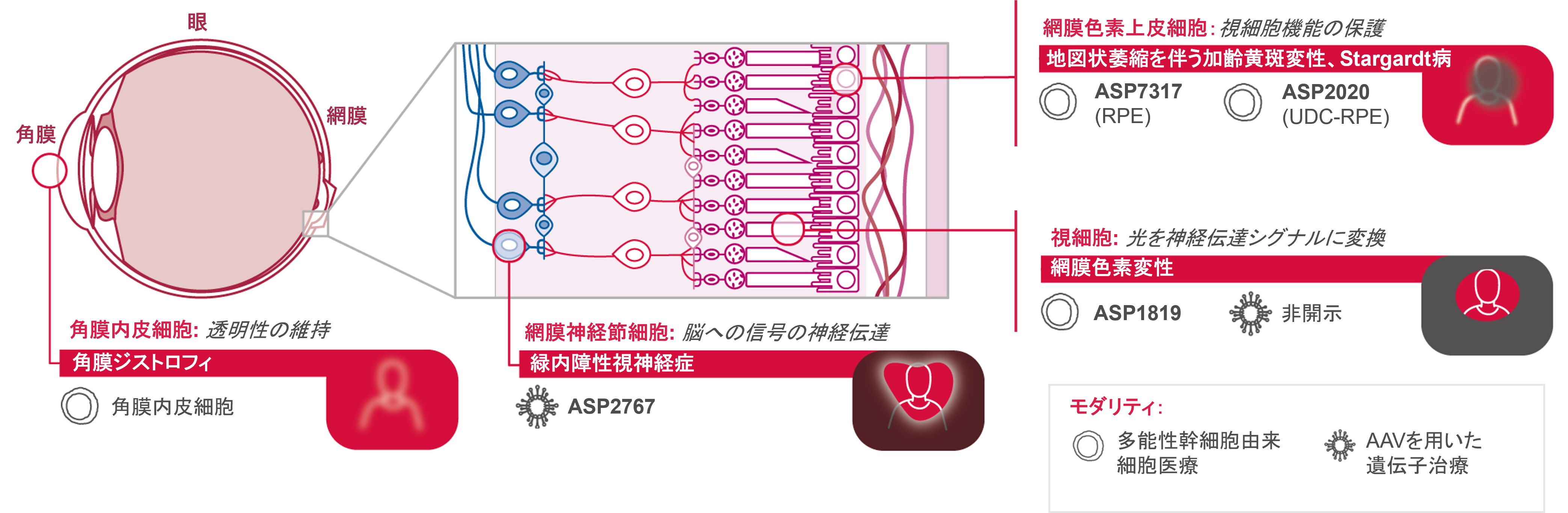 Primary Focus: 再生と視力の維持・回復 | アステラス製薬